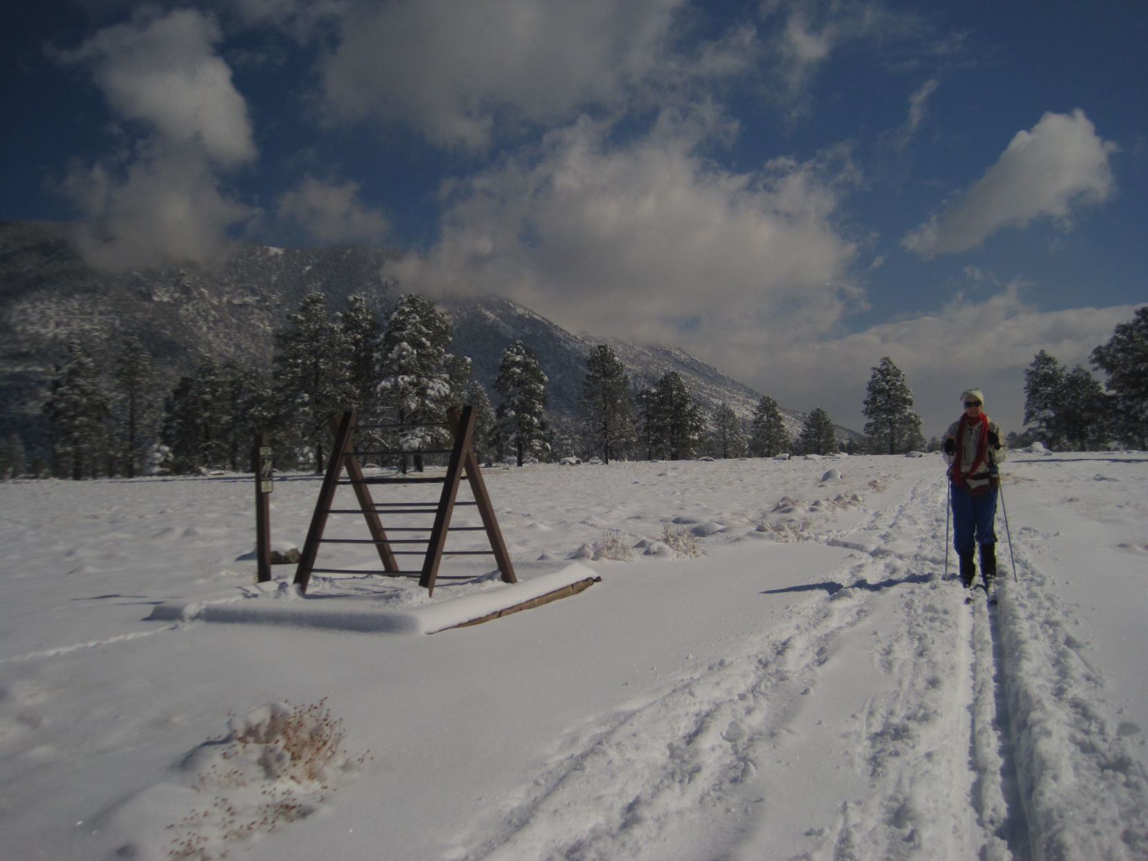 Buffalo park